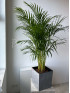 Арека Дипсис 140 см