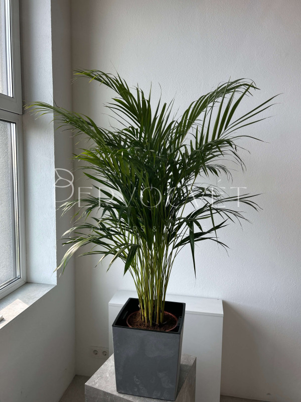 Арека Дипсис 140 см