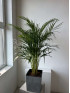 Арека Дипсис 140 см