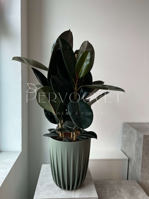 Фикус Эластика Абиджан 90 см