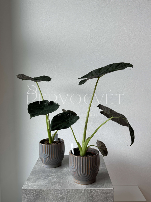 Алоказия Регал Шилдс 50 см