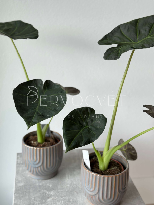 Алоказия Регал Шилдс 50 см