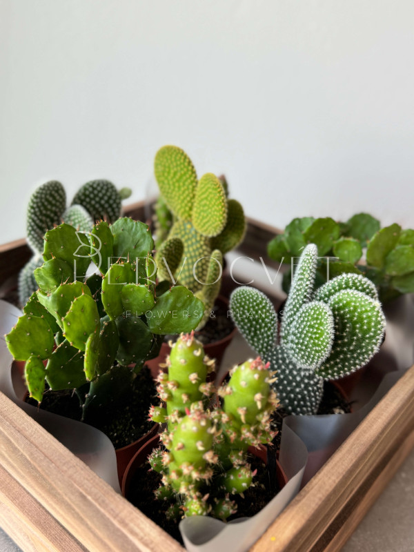 Опунция Микс 10 см