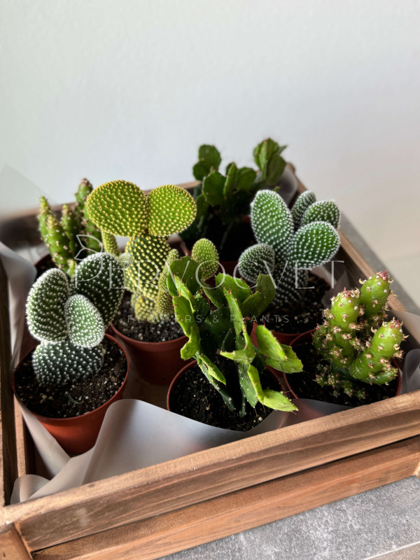 Опунция Микс 10 см