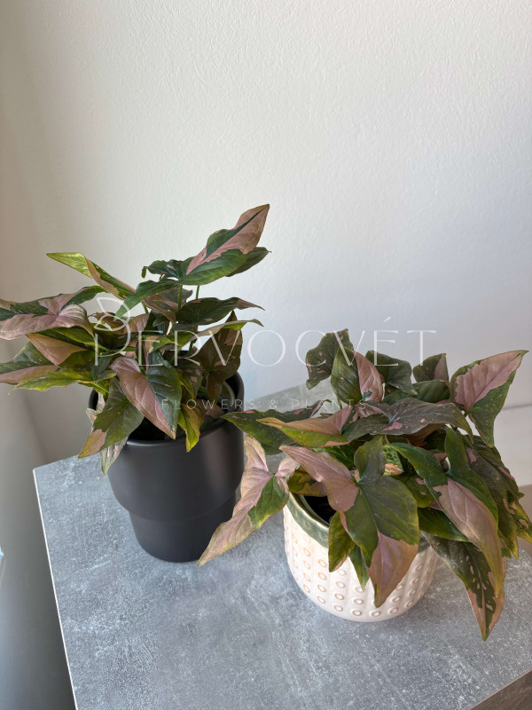 Сингониум Пинк Флекед 30 см