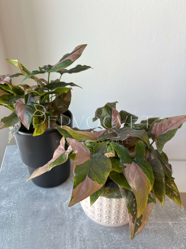 Сингониум Пинк Флекед 30 см