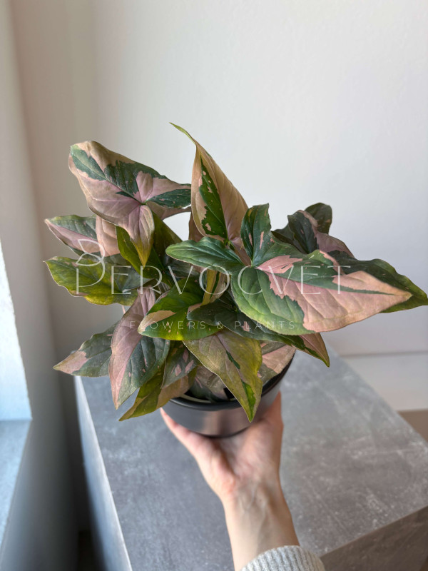 Сингониум Пинк Флекед 30 см