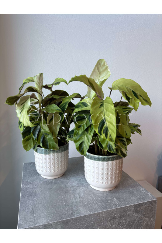 Калатея Фьюжн Еллоу 50 см