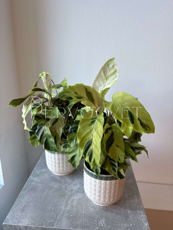 Калатея Фьюжн Еллоу 50 см