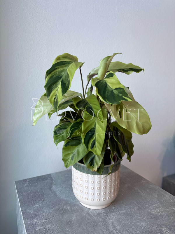 Калатея Фьюжн Еллоу 50 см