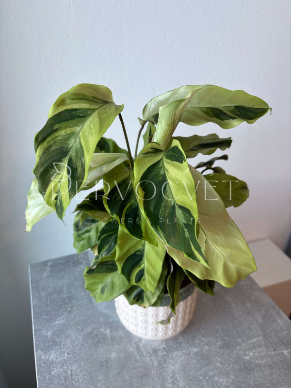 Калатея Фьюжн Еллоу 50 см