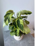 Калатея Фьюжн Еллоу 50 см