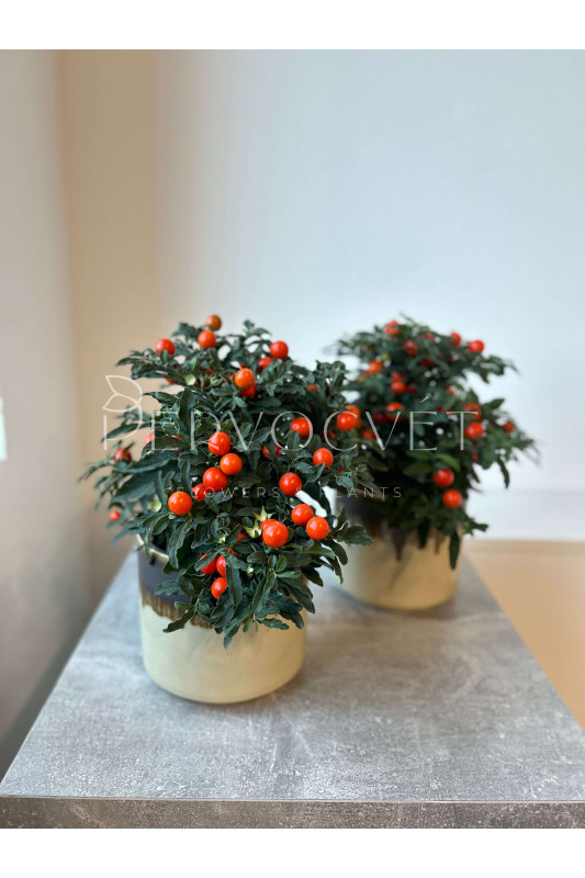 Паслен Соланум Псевдокапсикум 30 см