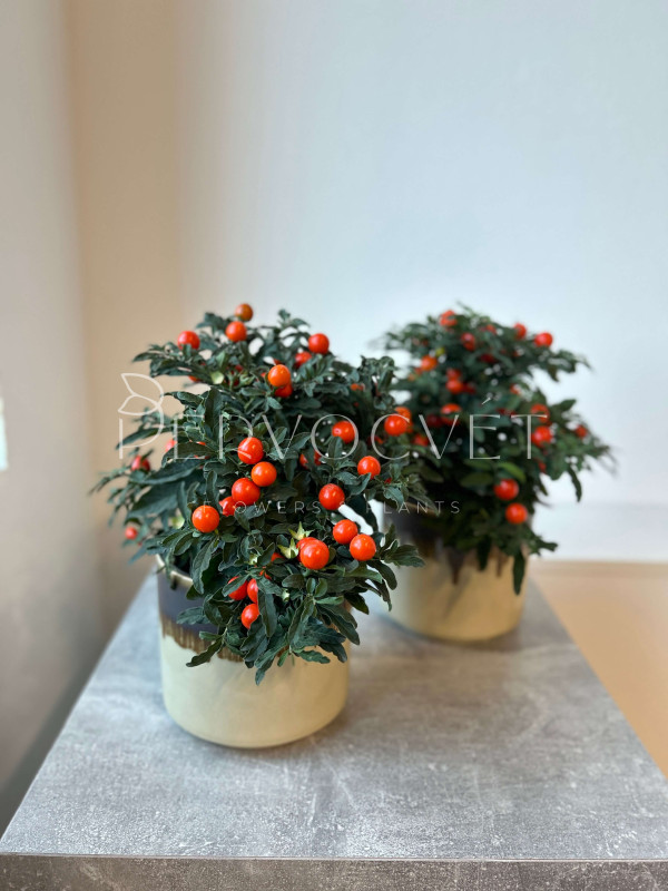 Паслен Соланум Псевдокапсикум 30 см