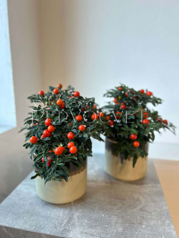 Паслен Соланум Псевдокапсикум 30 см