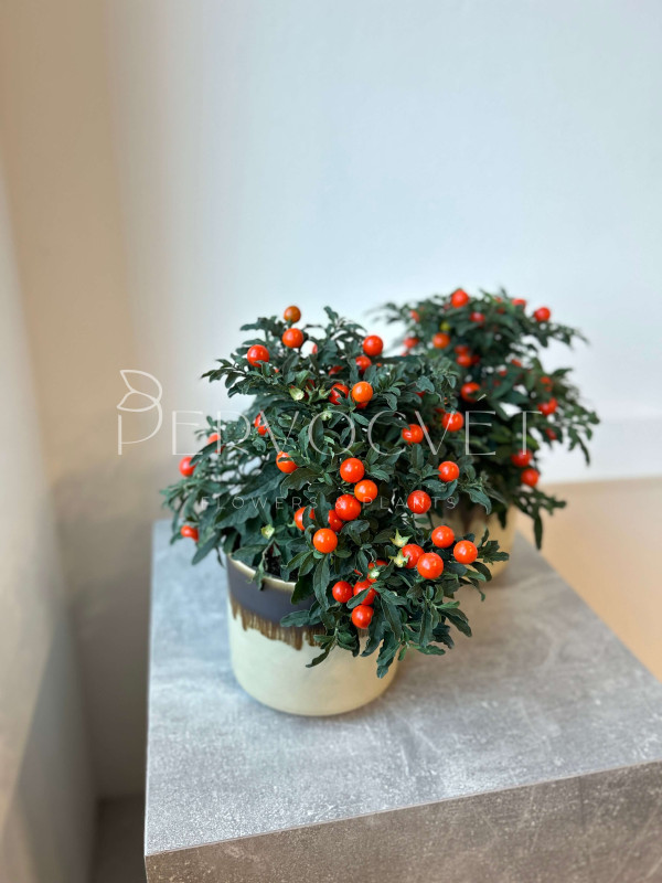 Паслен Соланум Псевдокапсикум 30 см