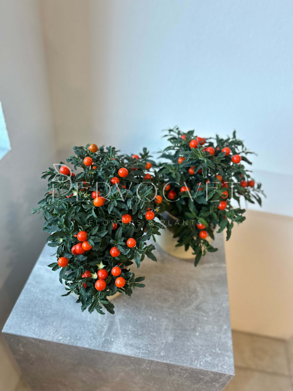 Паслен Соланум Псевдокапсикум 30 см