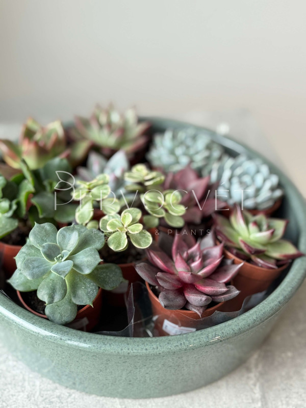 Эхеверия Микс д 5 см