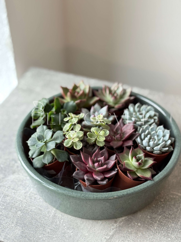 Эхеверия Микс д 5 см