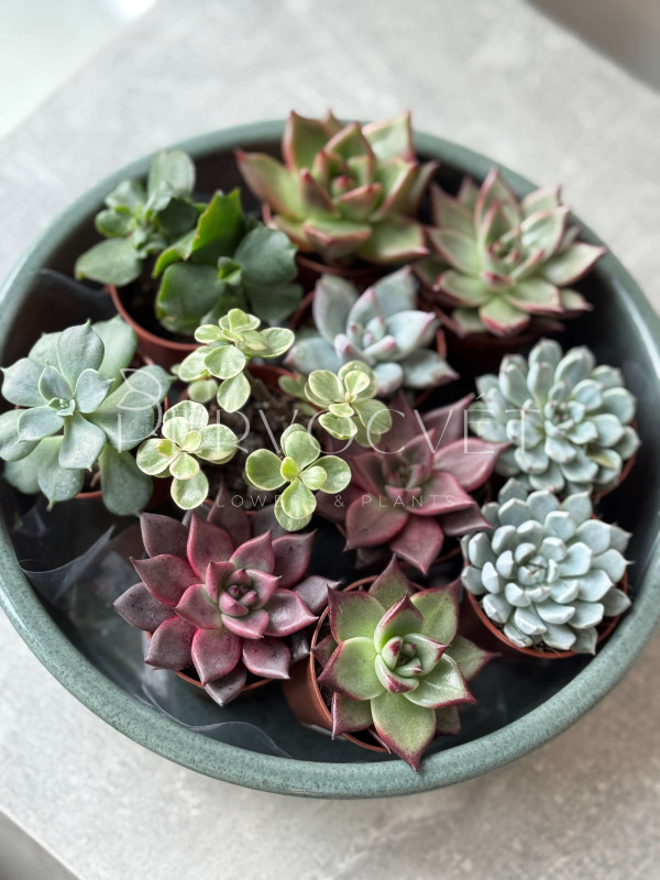 Эхеверия Микс д 5 см