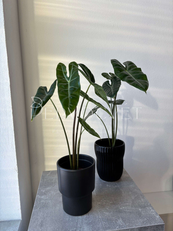 Алоказия Лонгилоба 50 см