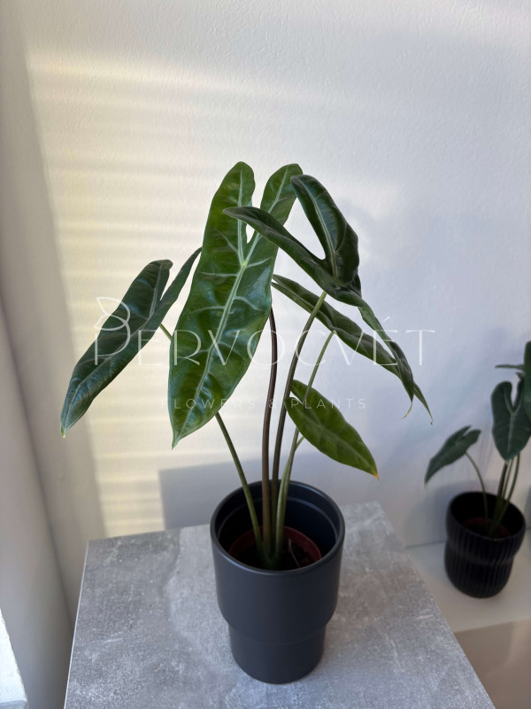 Алоказия Лонгилоба 50 см