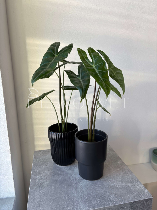 Алоказия Лонгилоба 50 см