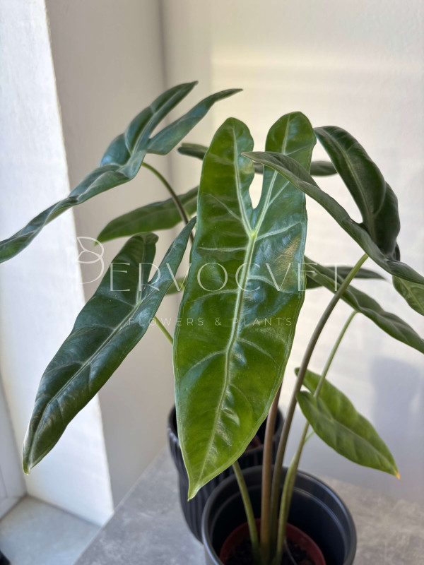 Алоказия Лонгилоба 50 см