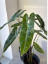 Алоказия Лонгилоба 50 см
