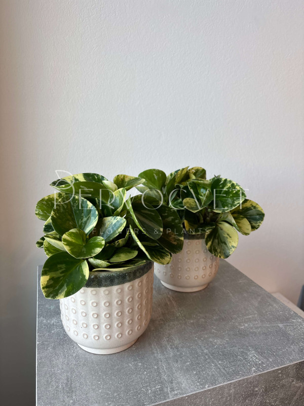Пеперомия Обтипан 25 см