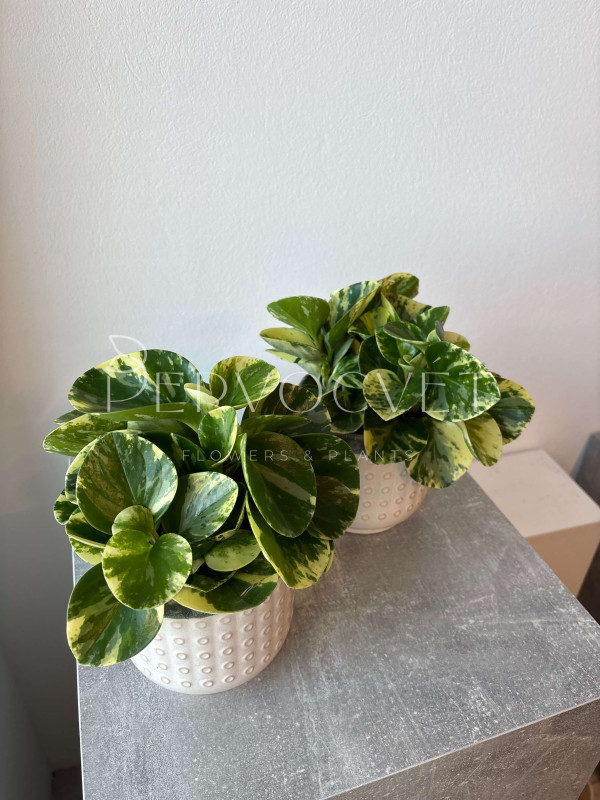Пеперомия Обтипан 25 см