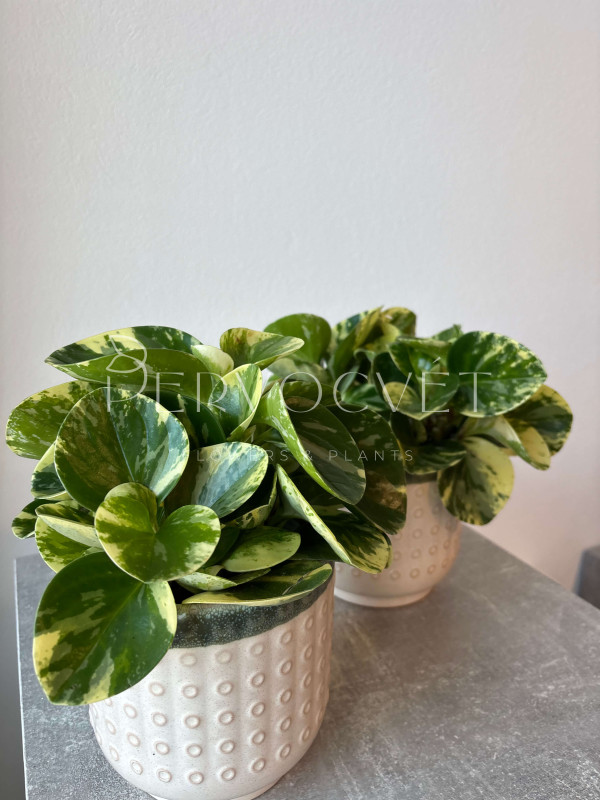 Пеперомия Обтипан 25 см