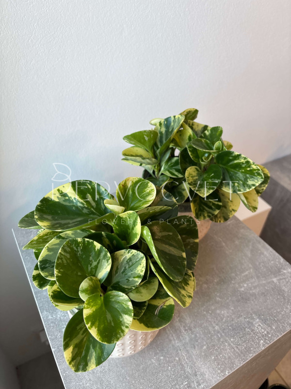 Пеперомия Обтипан 25 см