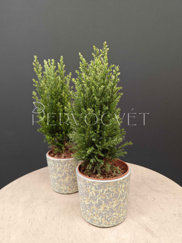 Кипарис 35 см