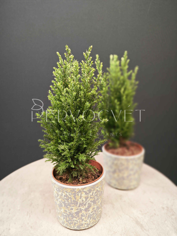 Кипарис 35 см