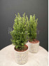 Кипарис 35 см