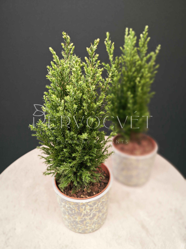 Кипарис 35 см