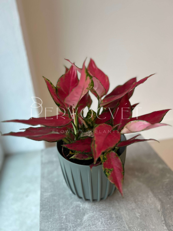 Аглаонема Ред Энджел 35 см