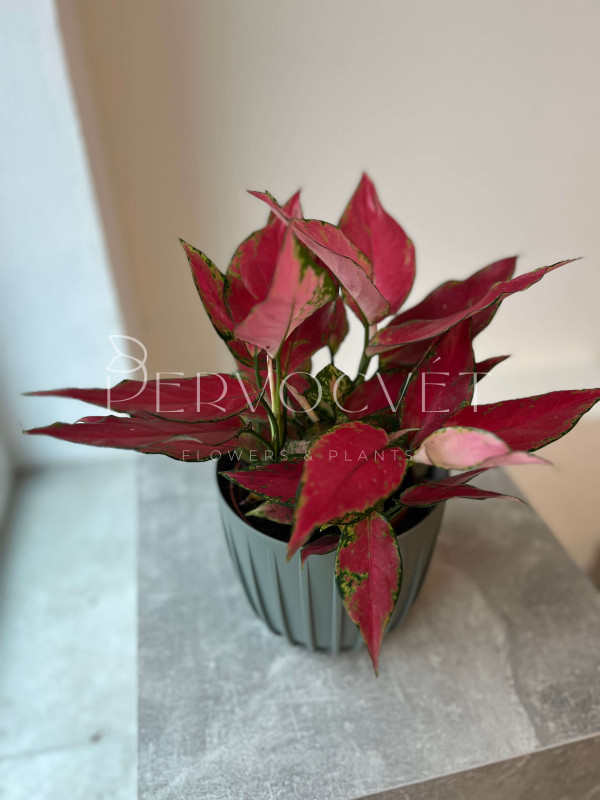 Аглаонема Ред Энджел 35 см