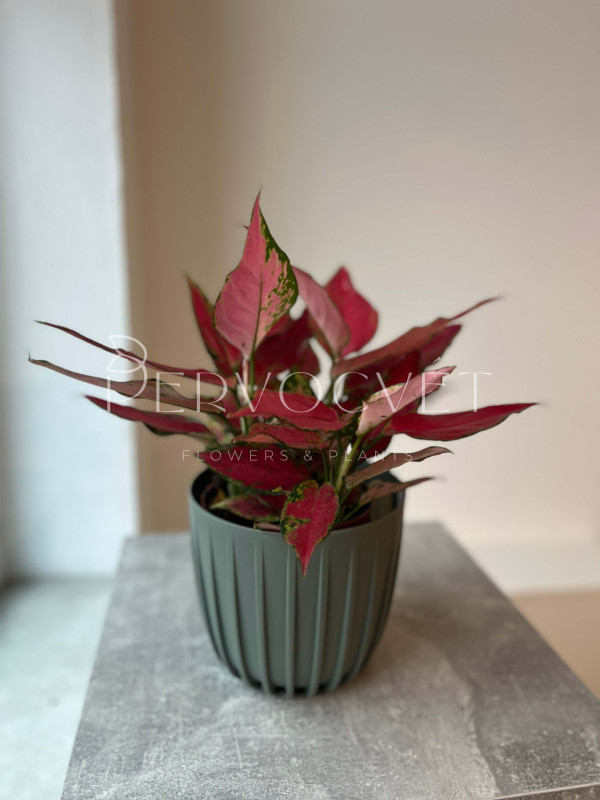 Аглаонема Ред Энджел 35 см