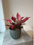 Аглаонема Ред Энджел 35 см