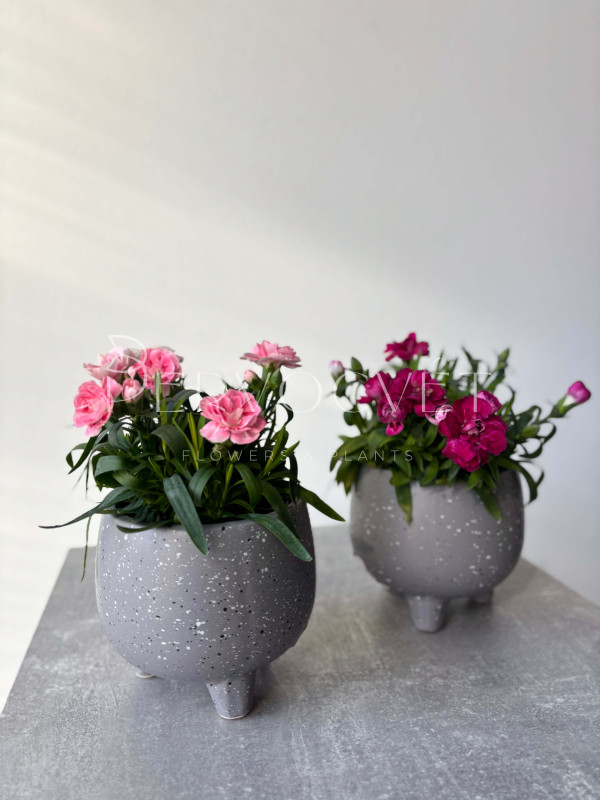 Гвоздика Микс 20 см