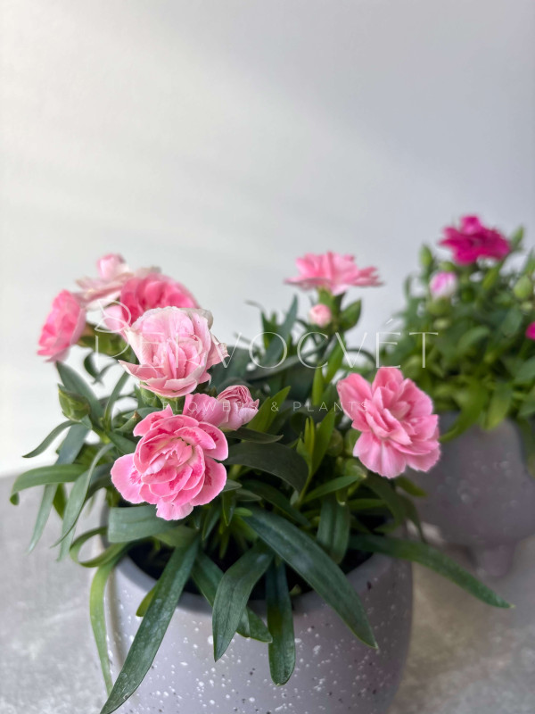 Гвоздика Микс 20 см