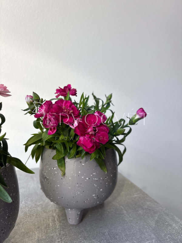 Гвоздика Микс 20 см