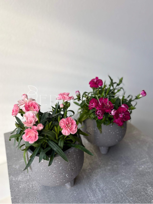 Гвоздика Микс 20 см