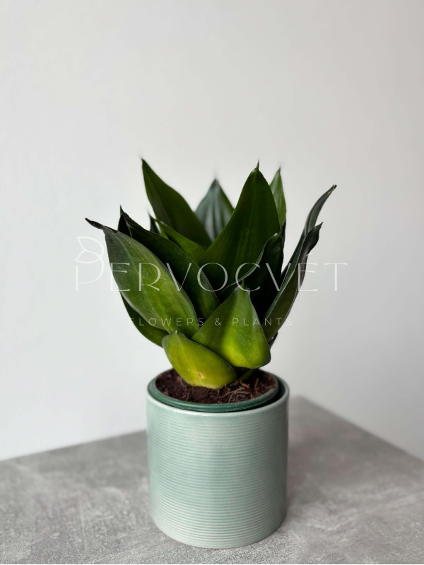 Сансевиерия Блек Кинг Конг 30 см