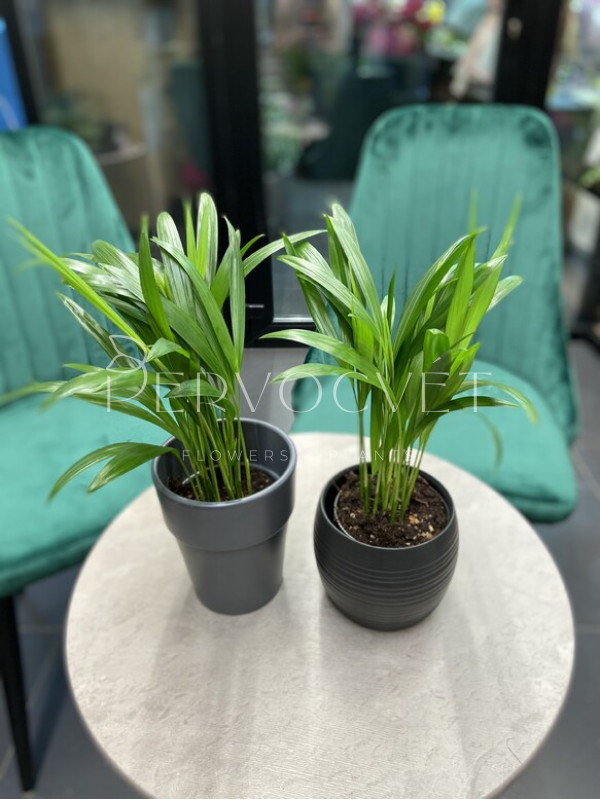 Арека (Дипсис) 20 см