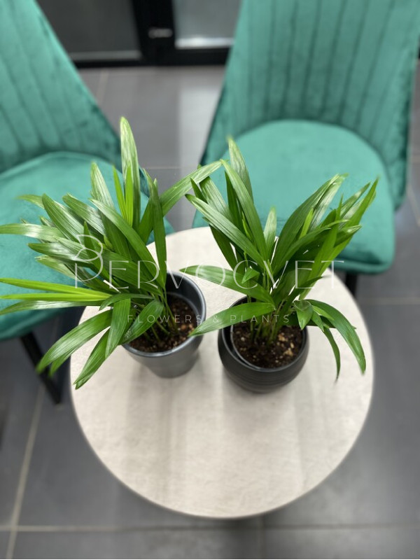 Арека (Дипсис) 20 см