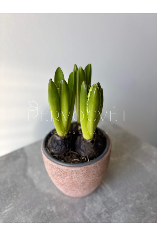 Гиацинт 3 шт в горшочке 20 см 