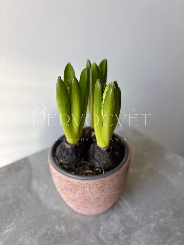 Гиацинт 3 шт в горшочке 20 см 